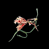image: aqua botanica (iv)